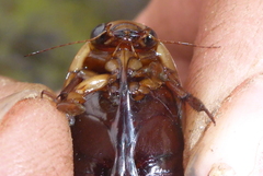 Dytiscus hybridus