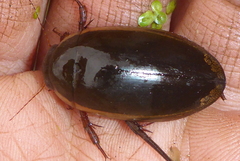Dytiscus hybridus