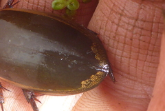 Dytiscus hybridus
