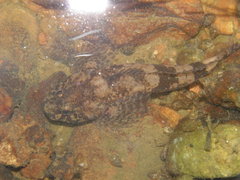Cottus gobio