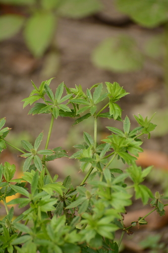 Eryngium foetidum, photograph 4