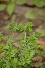 Eryngium foetidum, photograph (c) Siddarth Machado, some rights reserved (CC BY)