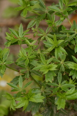 Eryngium foetidum, photograph (c) Siddarth Machado, some rights reserved (CC BY)