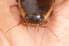Dytiscus hybridus