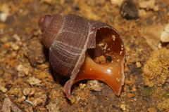 Tudorella multisulcata