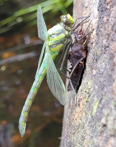 Dragonhunter photo 4