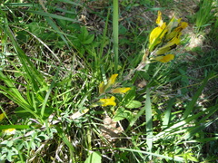 Chamaecytisus ratisbonensis
