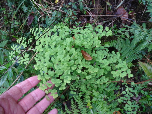 Adiantum poiretii, photograph 3