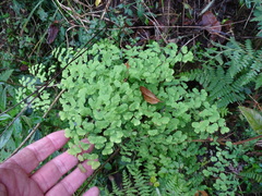 (c) Shaun Swanepoel, some rights reserved (CC BY) Adiantum poiretii, photograph (c) Shaun Swanepoel, some rights reserved (CC BY)