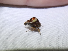 Smilia fasciata