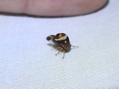 Smilia fasciata