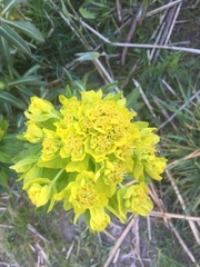 Euphorbia palustris