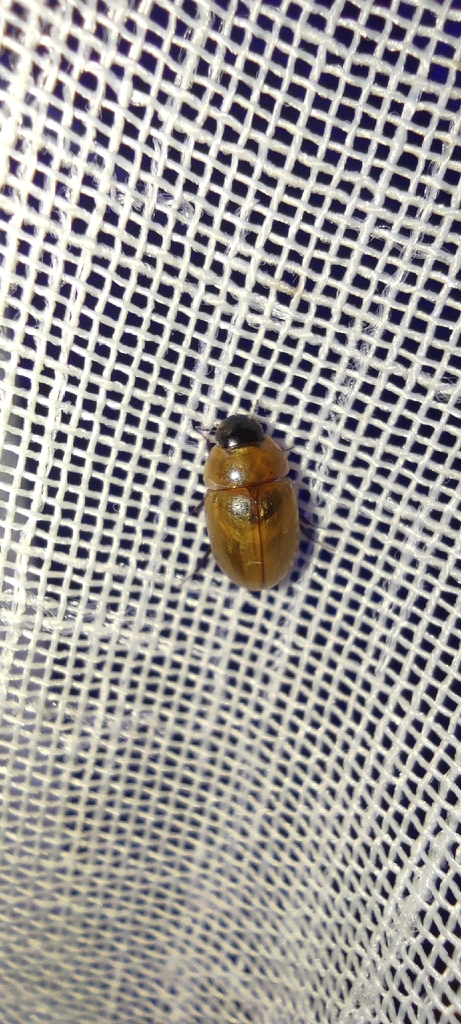 Enochrus melanocephalus