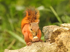 Sciurus granatensis