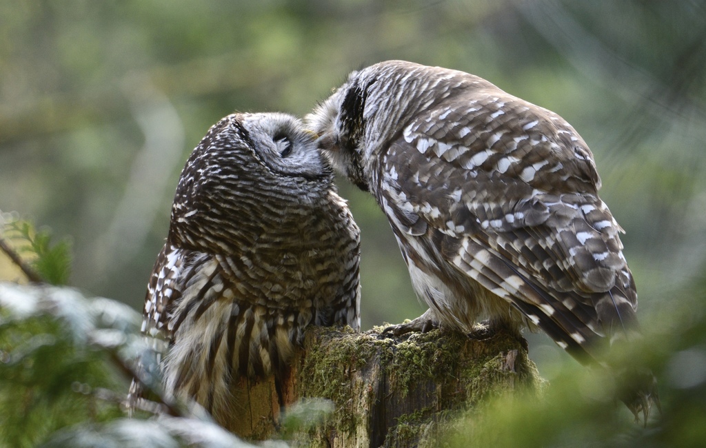 Wood Owls and Allies
