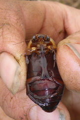 Dytiscus hybridus