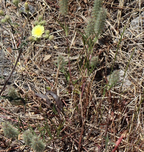 Trifolium angustifolium iNat (3)