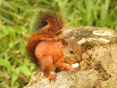 Sciurus granatensis