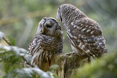 Barred Owl photo 3