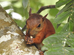 Sciurus granatensis