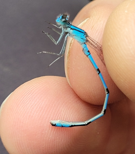 Hagen's Bluet photo 4