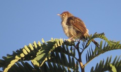 Cisticola chiniana