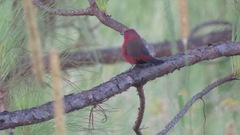 Lagonosticta rhodopareia