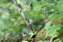 Primula fassettii