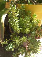 Sedum pachyphyllum