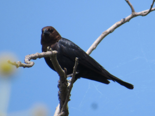 Brown-headed Cowbird photographed in Oklahoma