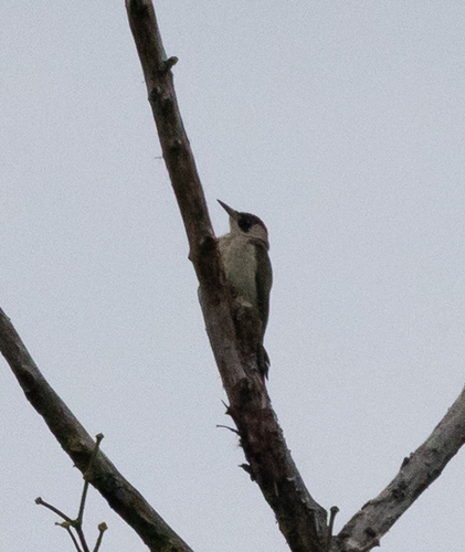 Eurasian Green Woodpecker