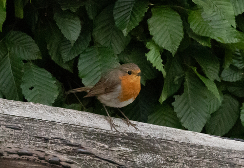 European Robin