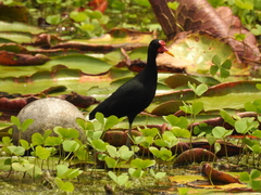 Jacana jacana