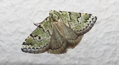 Tegiapa virescens