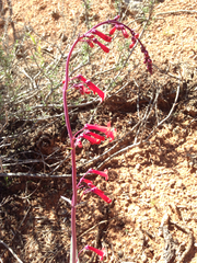 Penstemon utahensis