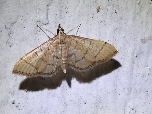 Hollow-spotted Blepharomastix Moth photo 6