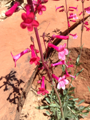 Penstemon utahensis