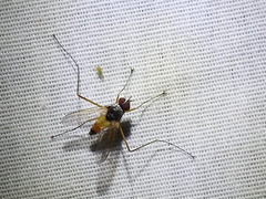 Cholomyia inaequipes