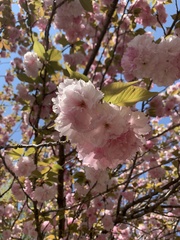 Prunus campanulata