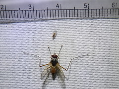 Cholomyia inaequipes