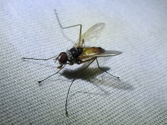 Cholomyia inaequipes