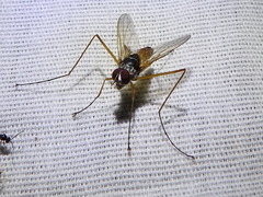 Cholomyia inaequipes