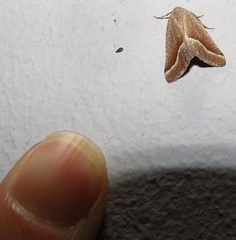 Hemixesma anthocrenias