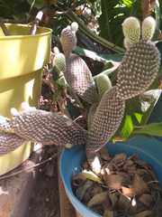Opuntia strigil