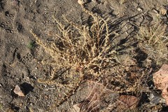 Amaranthus dinteri