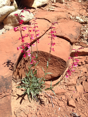 Penstemon utahensis