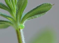 Macroglossum stellatarum