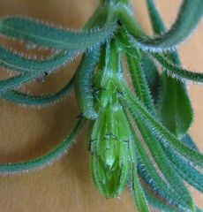 Macroglossum stellatarum