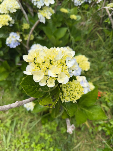 Hydrangea macrophylla observed 2026-06-13