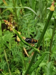 Cercopis vulnerata